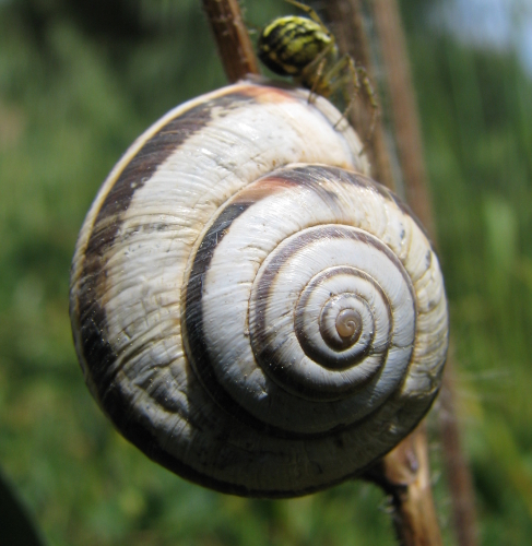 Cernuella virgata (?)... con ragno