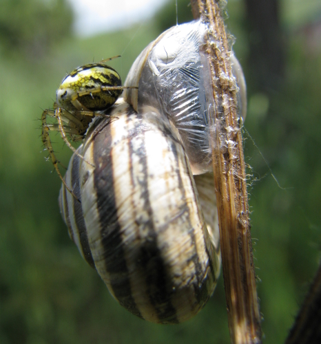 Cernuella virgata (?)... con ragno