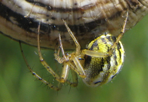 Mangora acalypha