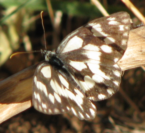 Melanargia ... galathea o russiae? - Melanargia galathea