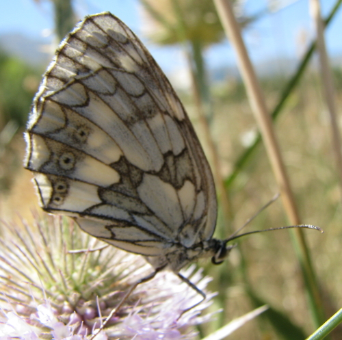 Melanargia ... galathea o russiae? - Melanargia galathea