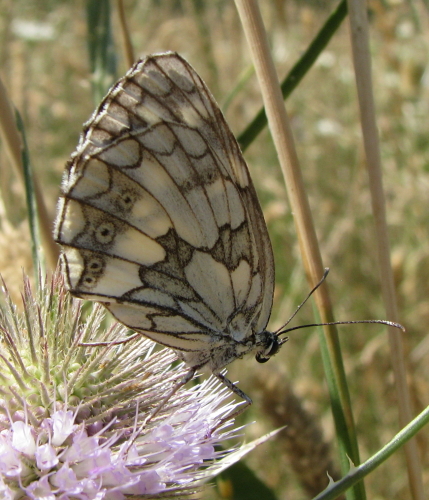 Melanargia ... galathea o russiae? - Melanargia galathea