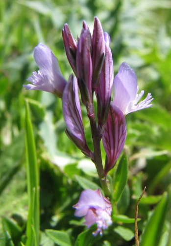 prati peloritani - Polygala sp.