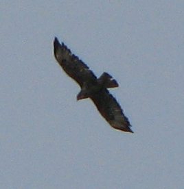 sagoma a pantelleria