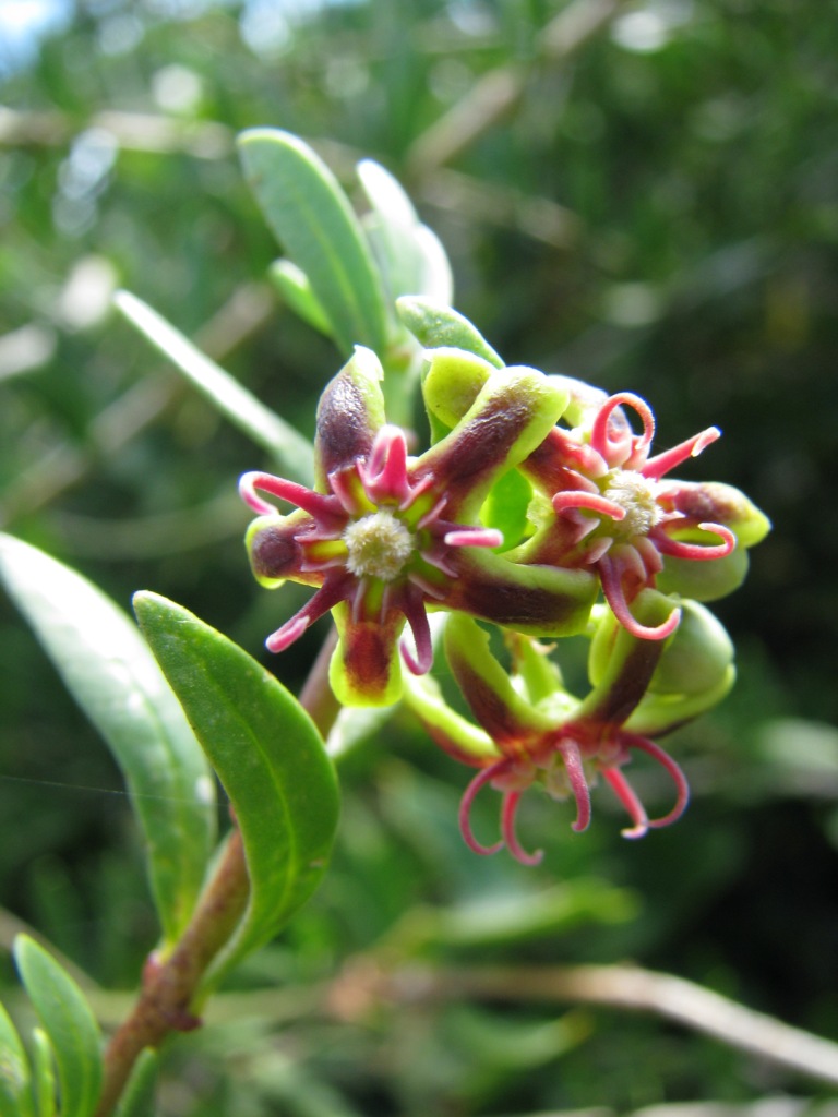 Periploca angustifolia Labill.