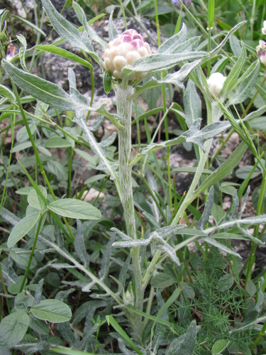 Leuzea conifera (L) DC. (Centaurea conifera L.)