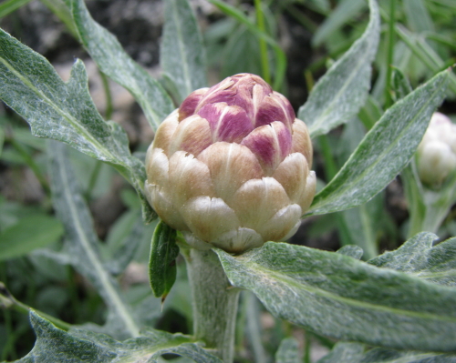 Leuzea conifera (L) DC. (Centaurea conifera L.)