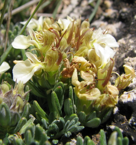 Teucrium montanum / Camedrio montano