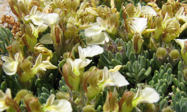 Teucrium montanum / Camedrio montano