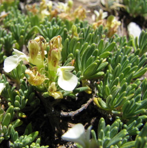 Teucrium montanum / Camedrio montano