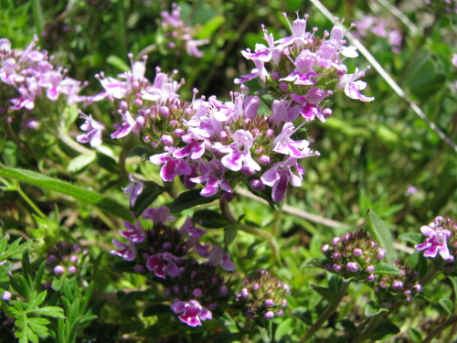 Peloritani quota 1100 - Thymus longicaulis C. Presl