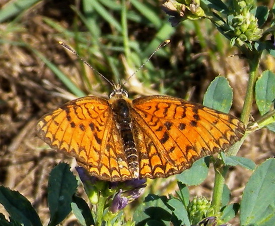 Melitea sp. da determinare - Melitaea phoebe