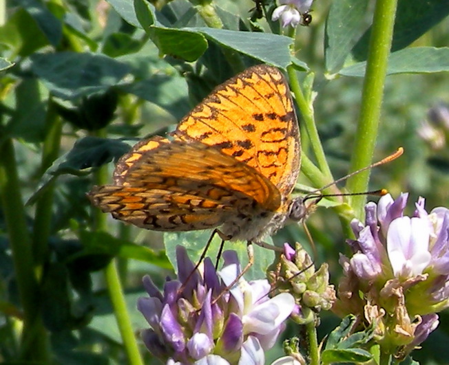 Melitea sp. da determinare - Melitaea phoebe