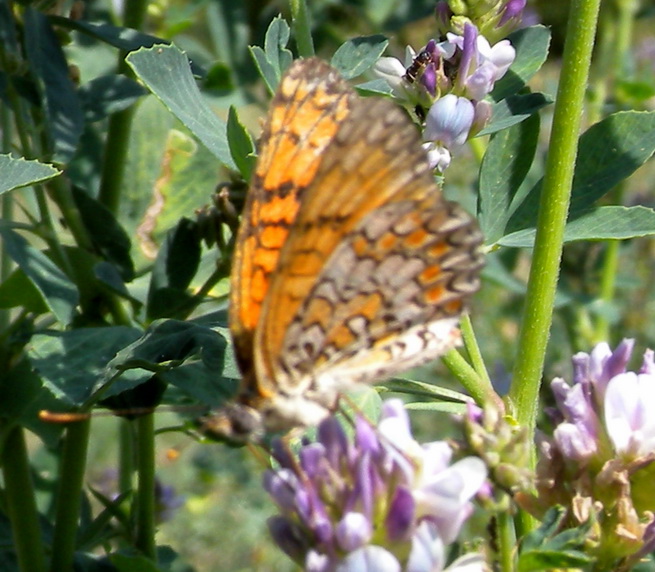 Melitea sp. da determinare - Melitaea phoebe