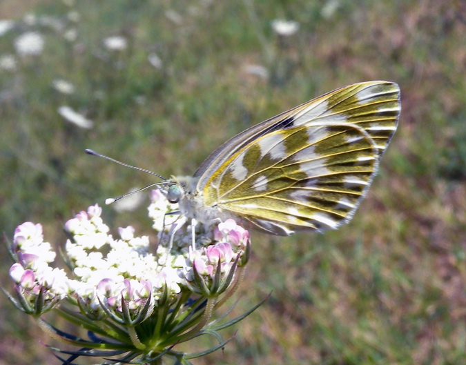 Pontia edusa ?