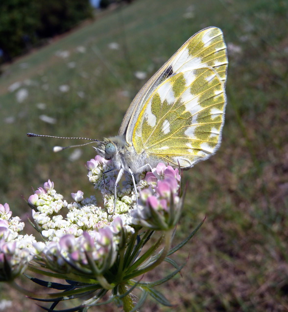 Pontia edusa ?