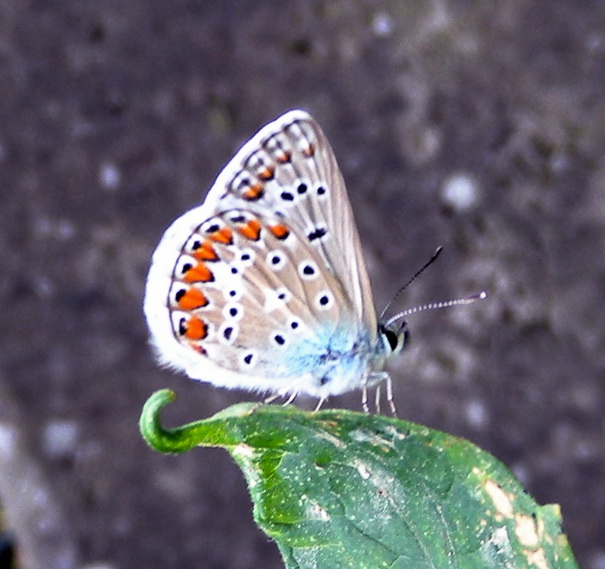 Lycaenidae # 1