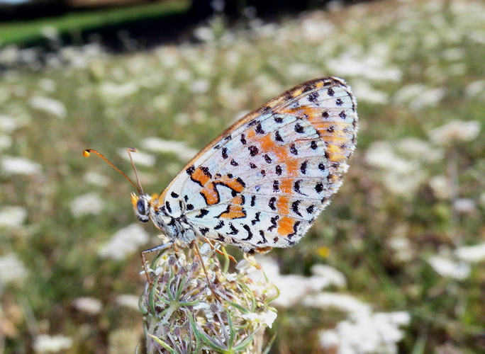 Melitaea didyma