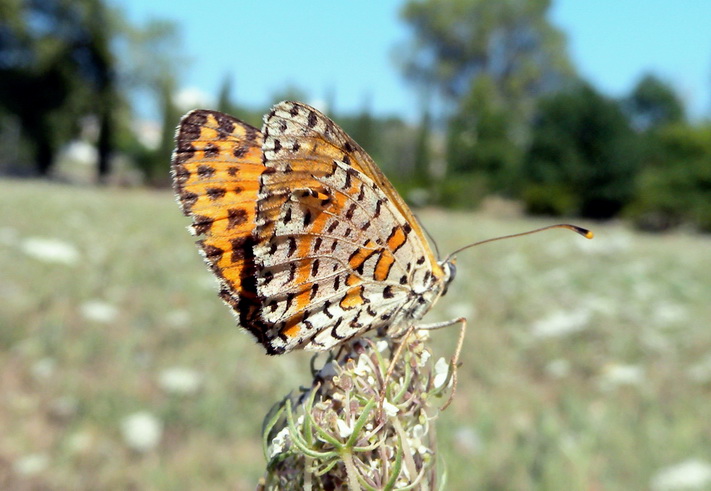 Melitaea didyma