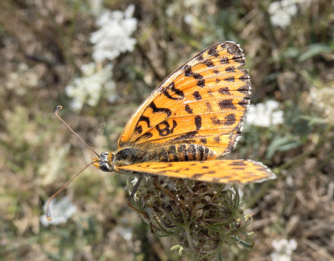 Melitaea didyma