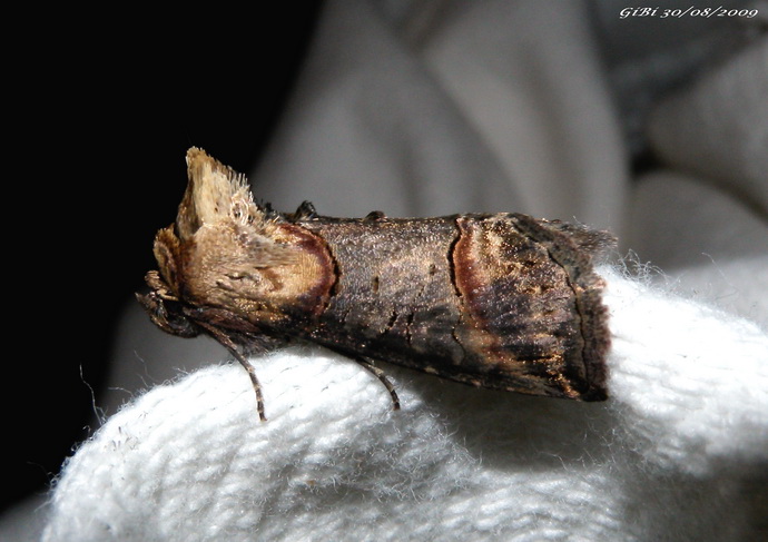 Abrostola sp.