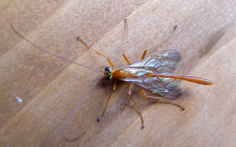 Ichneumonidae Ophioninae, probabilmente Enicospilus sp.