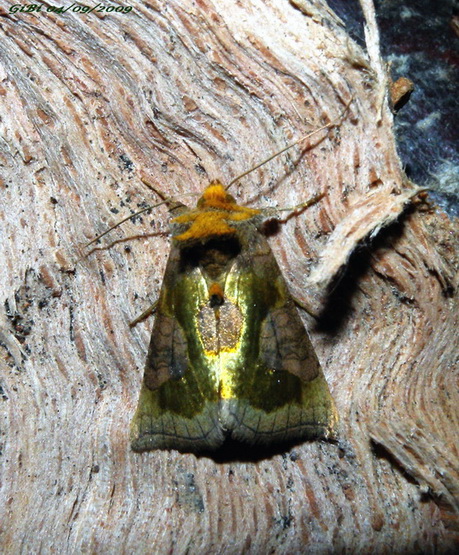 Diachrysia chrysitis/stenochrysia