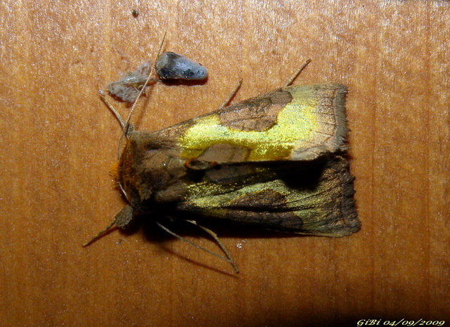 Diachrysia chrysitis/stenochrysia