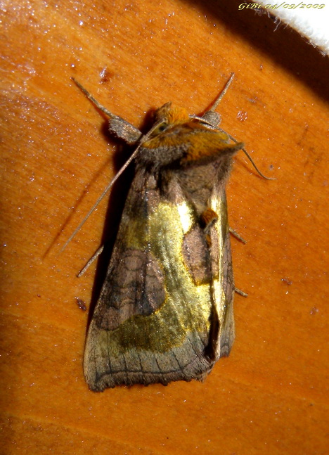 Diachrysia chrysitis/stenochrysia