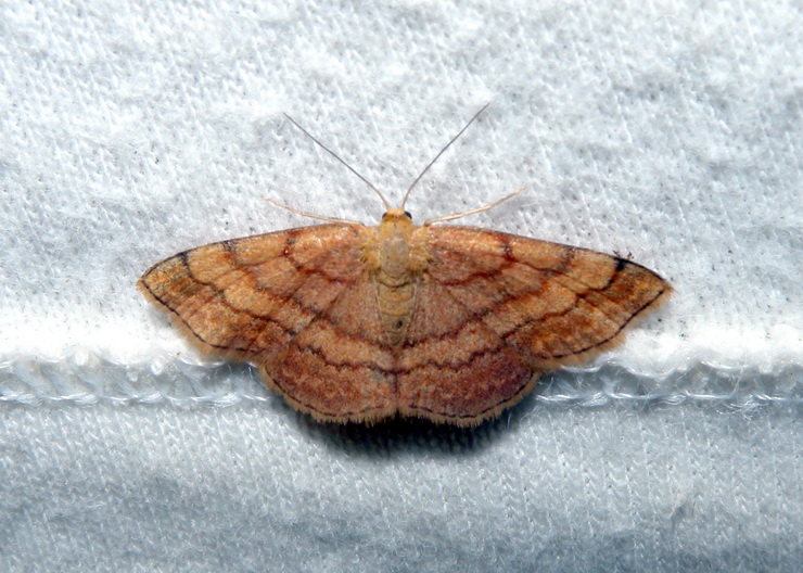 Scopula (Scopula) rubiginata