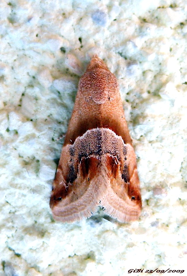 Eublemma parva