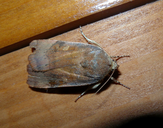 Noctua janthina ?