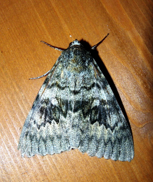 Catocala elocata