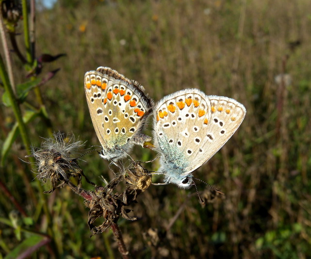 Lycaenidae 1 - Polyommatus icarus