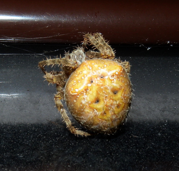 Araneus sp.