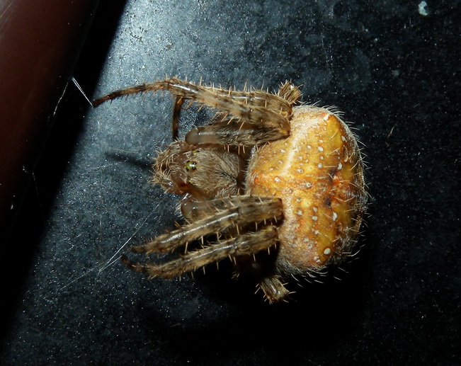 Araneus sp.
