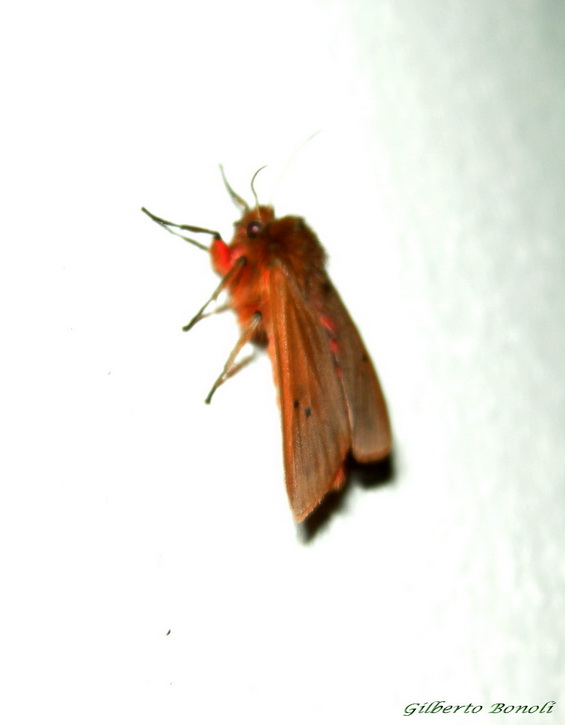 Phragmatobia fuliginosa