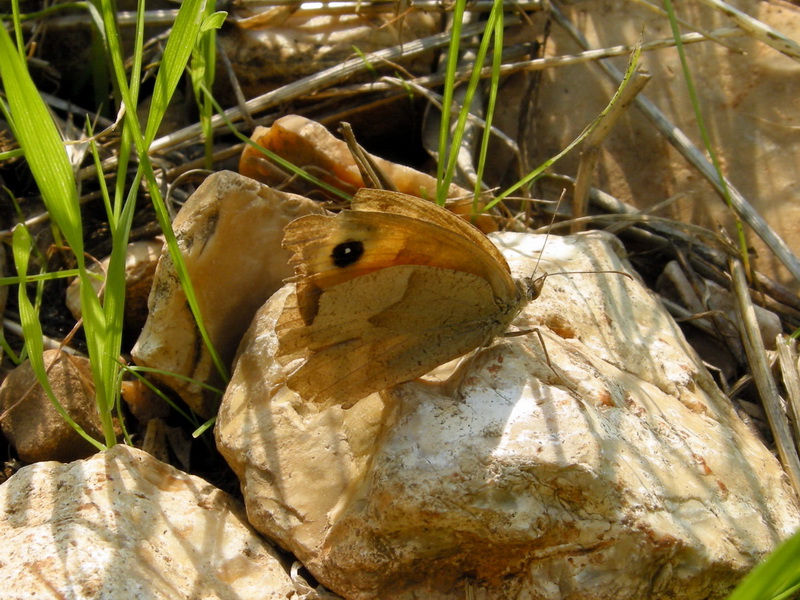 Farfalle del Gargano