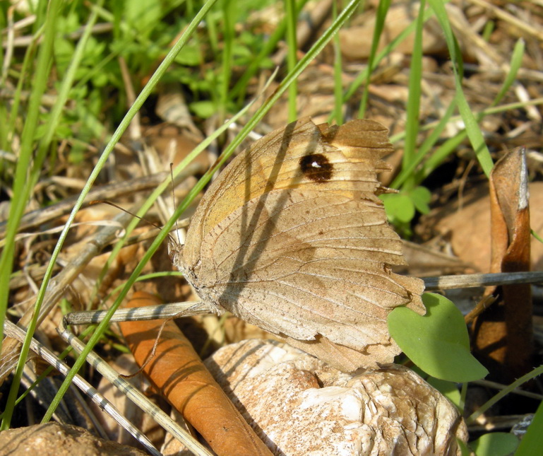 Farfalle del Gargano