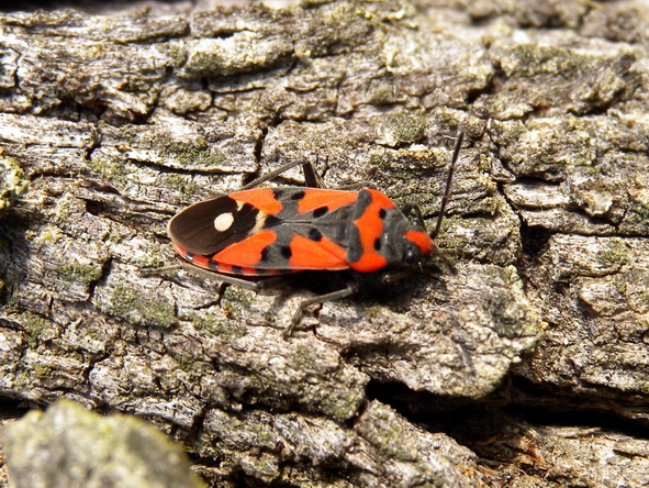 Lygaeidae: Lygaeus equestris sgargiante della Romagna