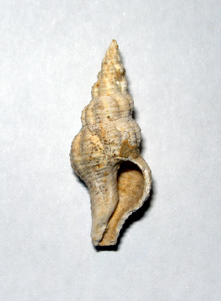 Fossili del Pliocene (tardo)