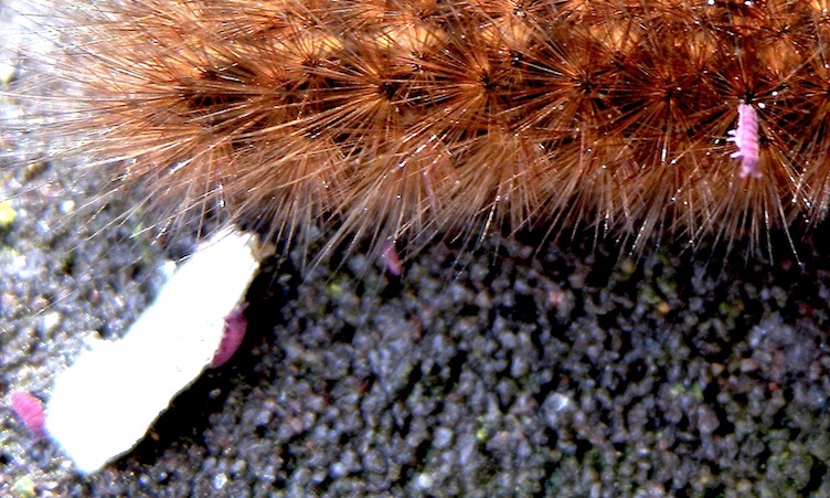 Larva di Phragmatobia fuliginosa con parassiti (?)