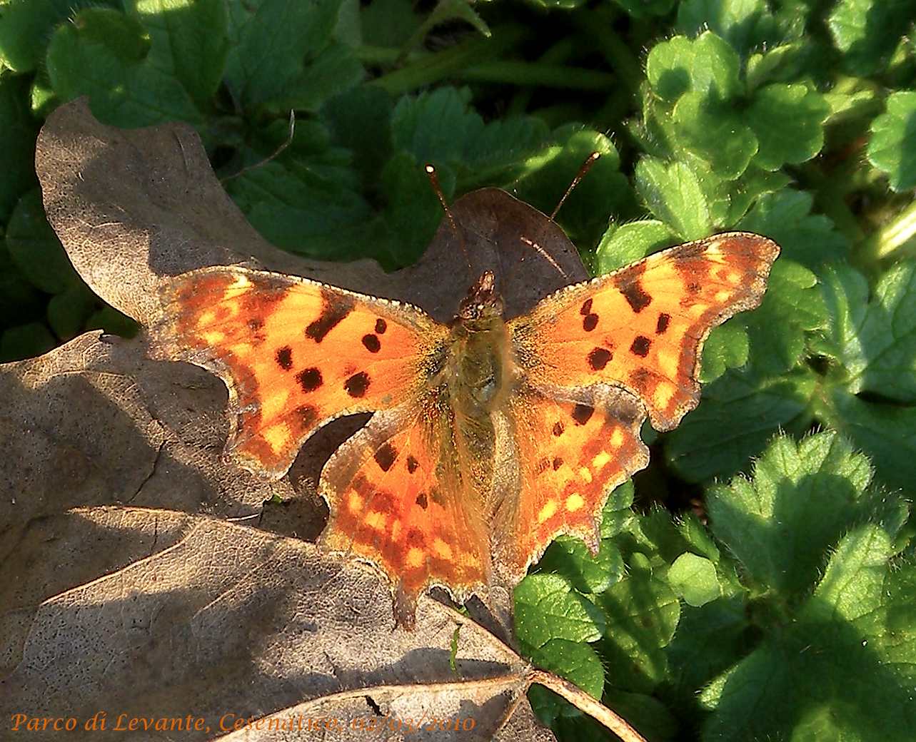 Polygonia c-album