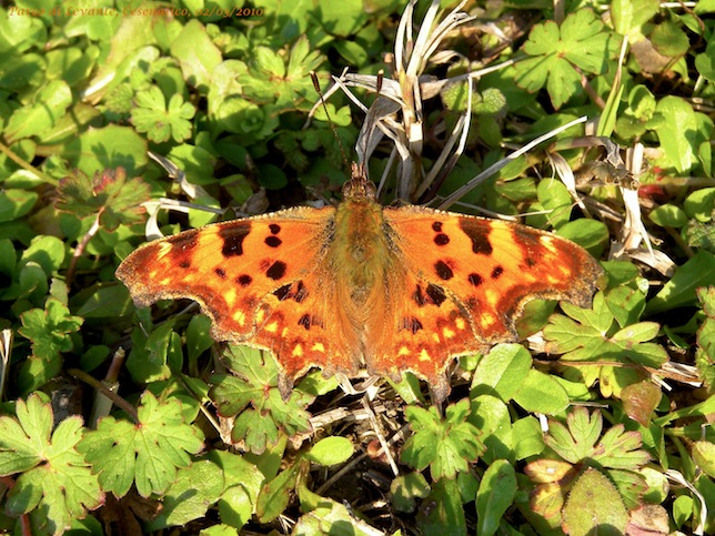 Polygonia c-album