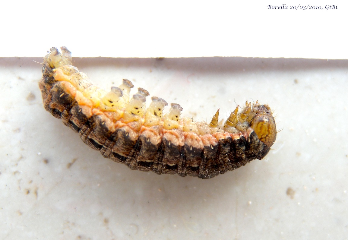 Larva da identificare