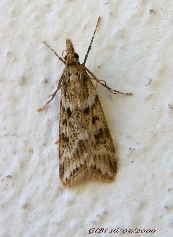 Farfallina marzolina