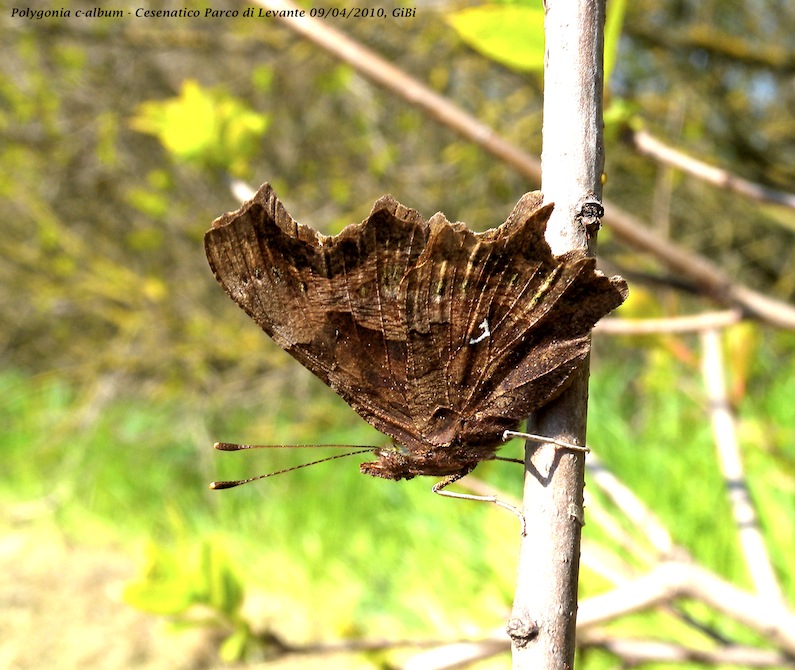 Polygonia c-album (con piccolo dubbio)