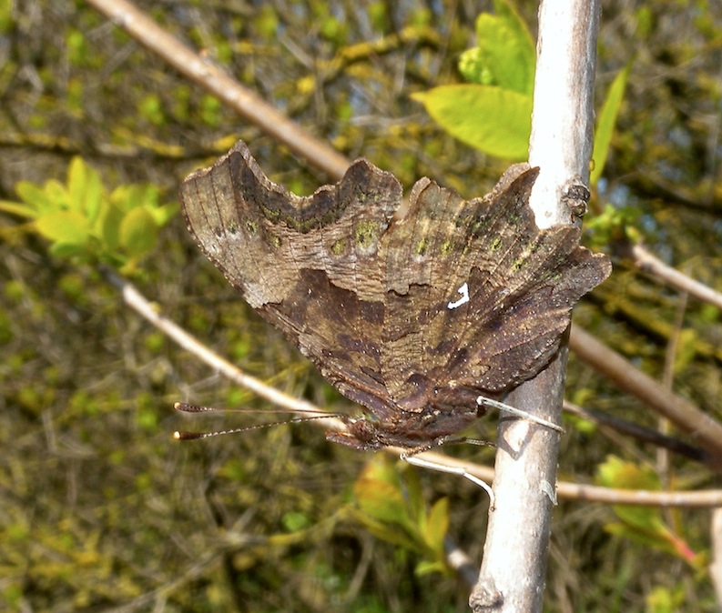 Polygonia c-album (con piccolo dubbio)