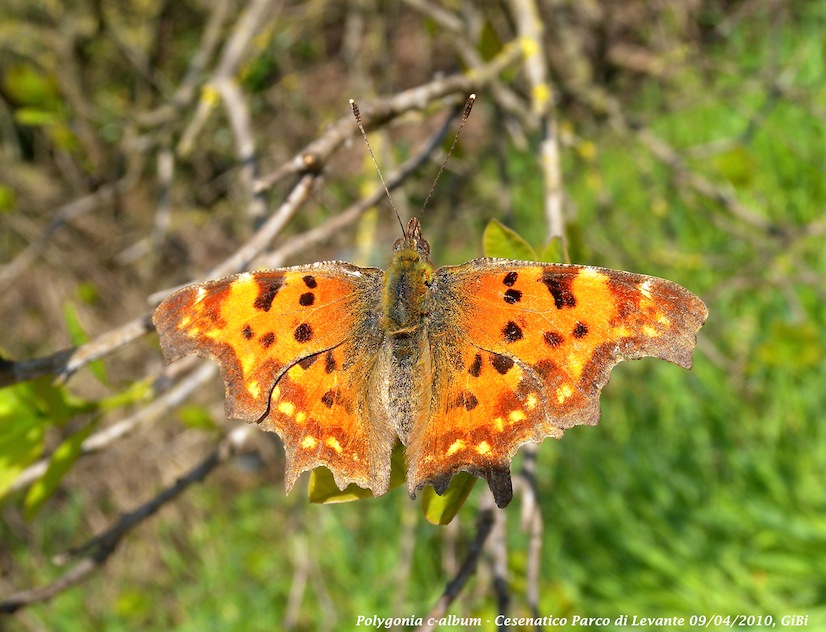 Polygonia c-album (con piccolo dubbio)