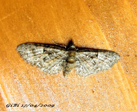 I.D. Geometridae - # 3